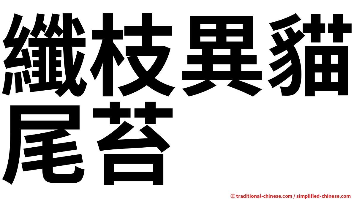 纖枝異貓尾苔