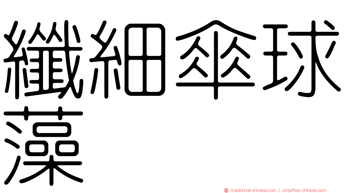 纖細傘球藻