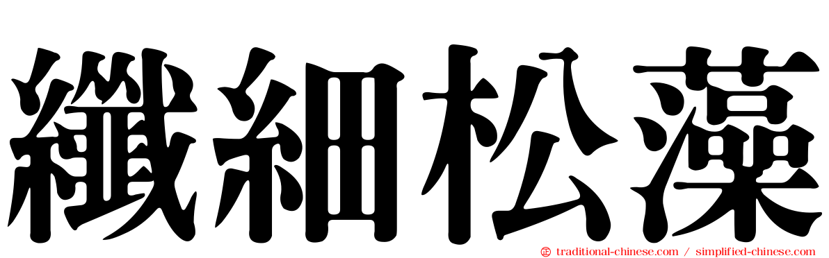 纖細松藻