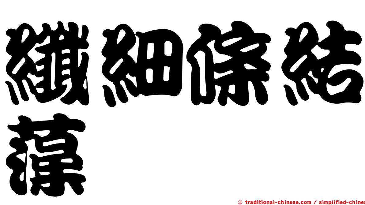 纖細條結藻