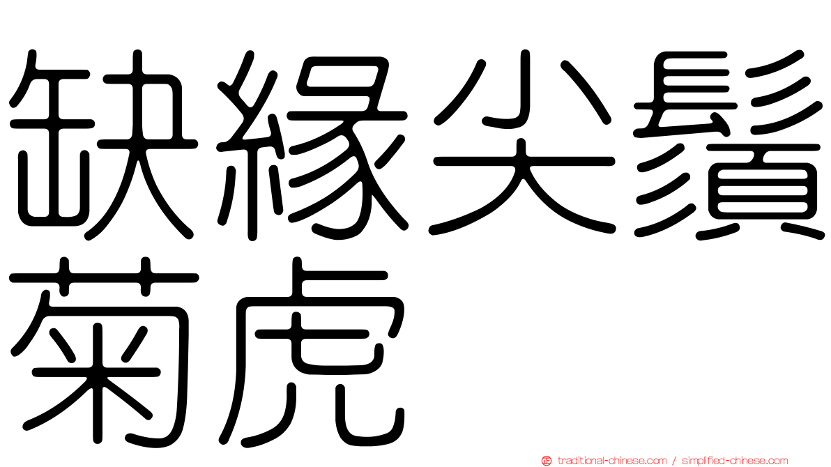 缺緣尖鬚菊虎