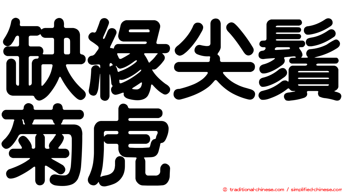 缺緣尖鬚菊虎