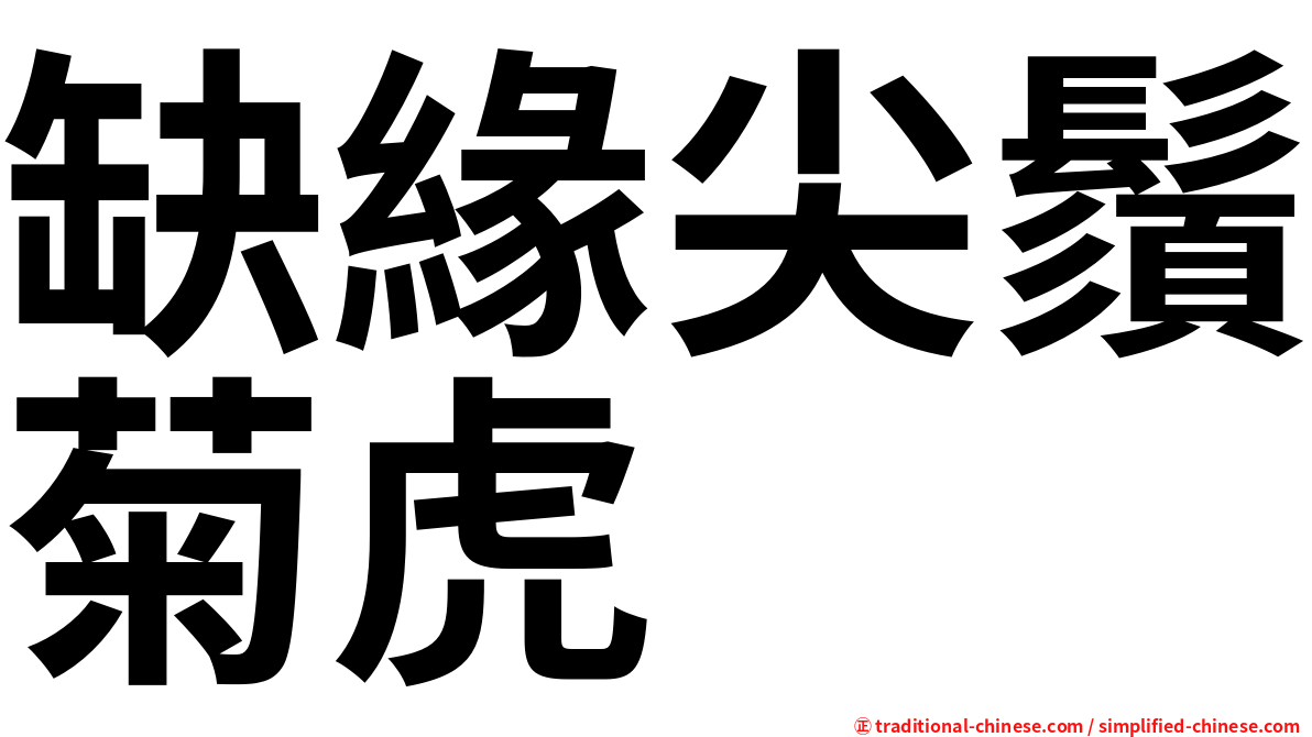 缺緣尖鬚菊虎