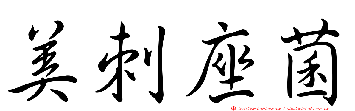 美刺座菌