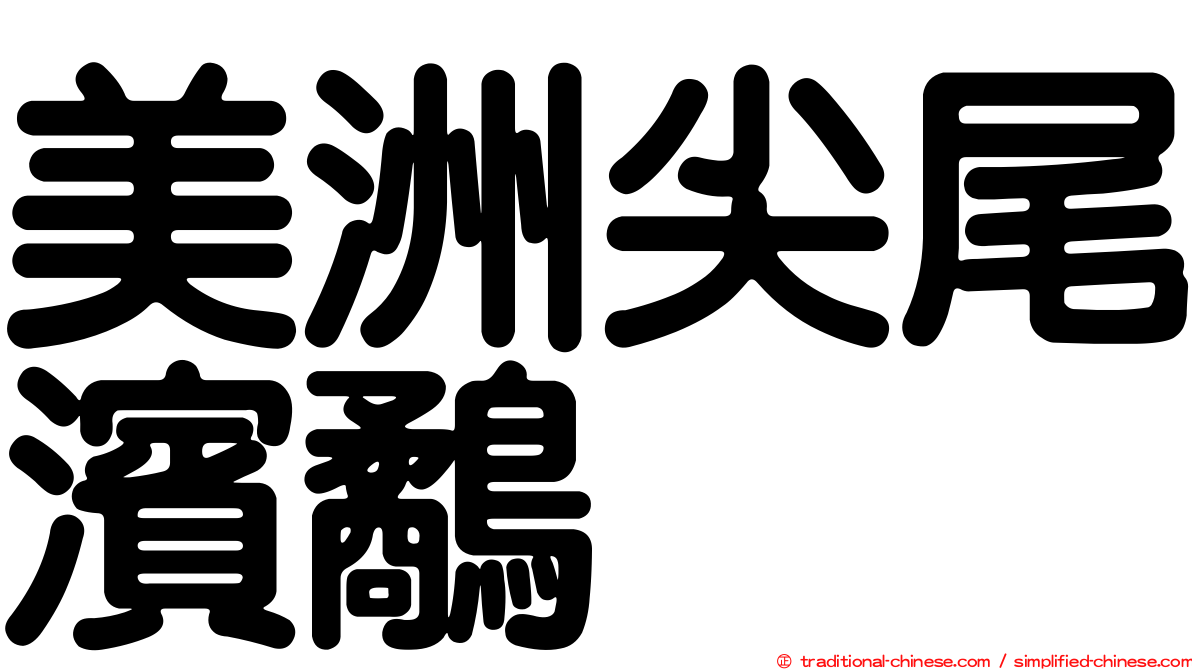 美洲尖尾濱鷸