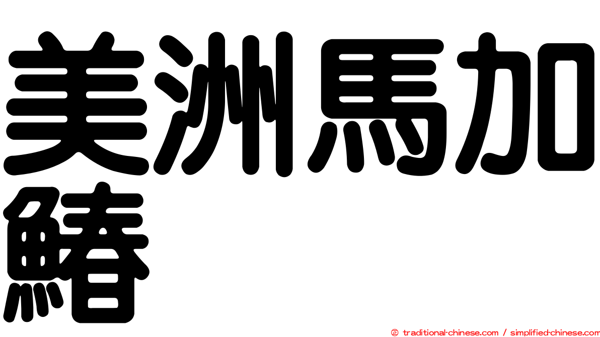 美洲馬加鰆