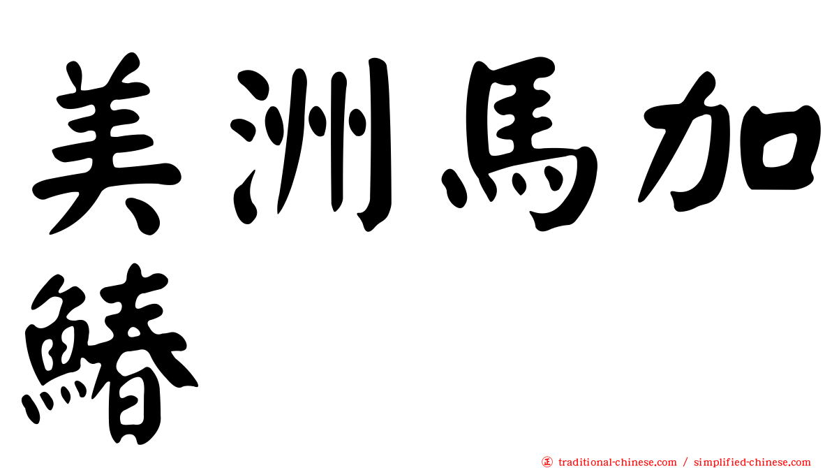 美洲馬加鰆