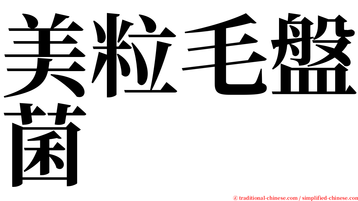 美粒毛盤菌 serif font