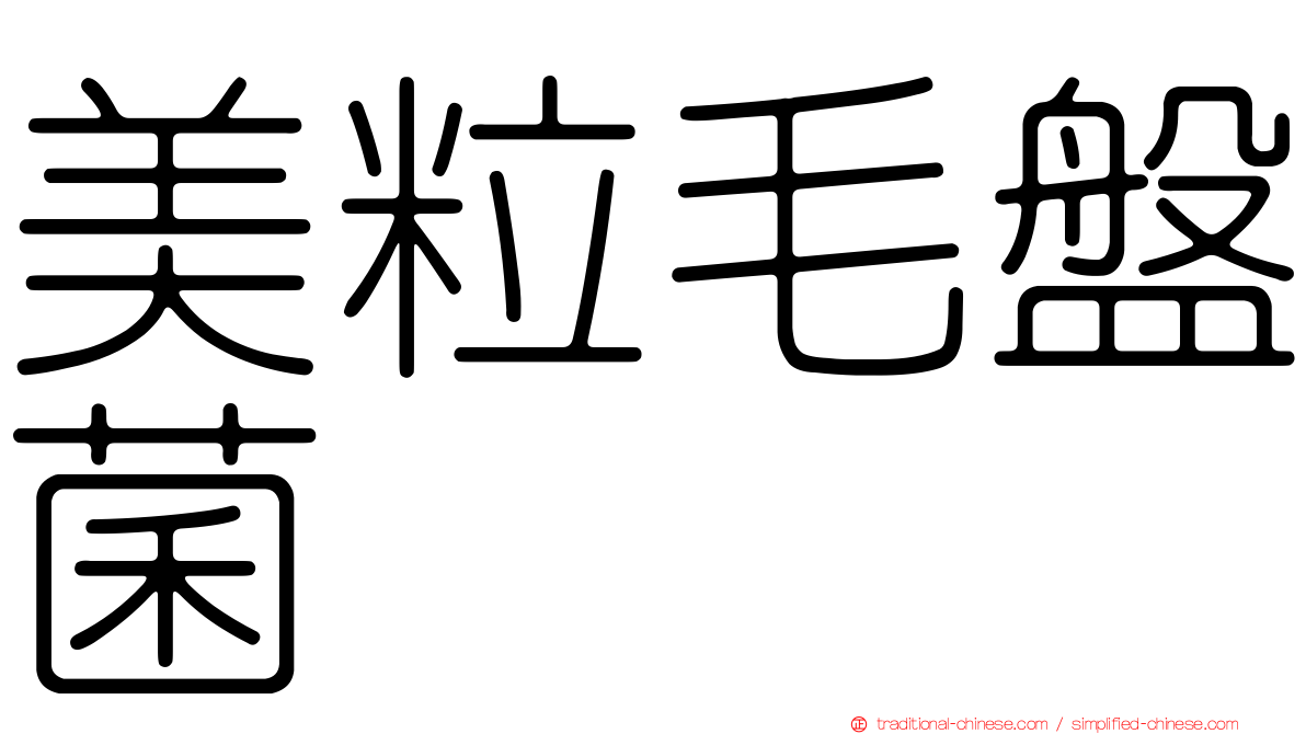 美粒毛盤菌