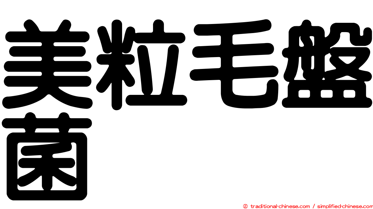 美粒毛盤菌
