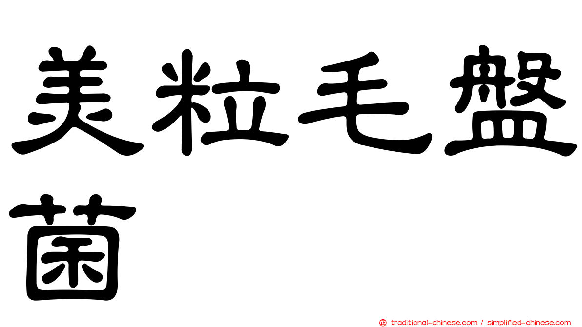 美粒毛盤菌