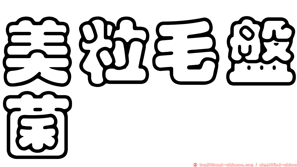 美粒毛盤菌