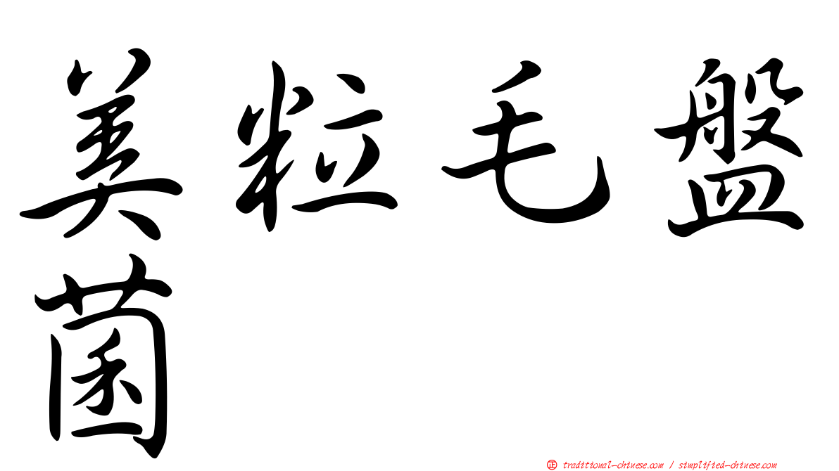 美粒毛盤菌