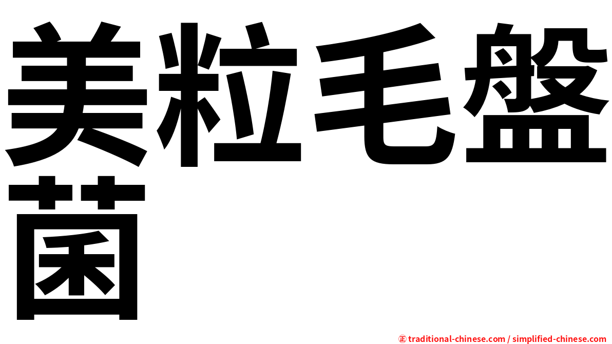 美粒毛盤菌