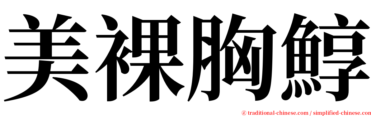 美裸胸鯙 serif font