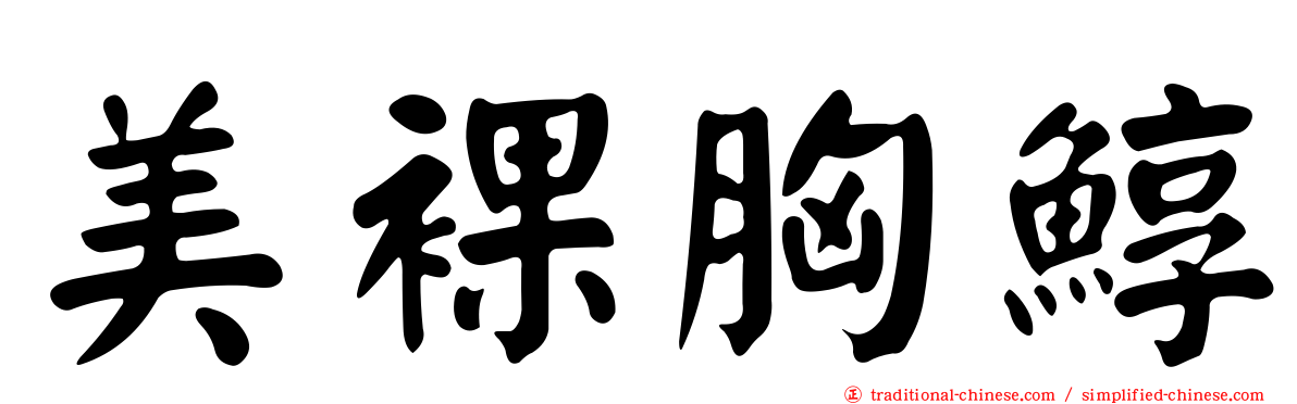 美裸胸鯙