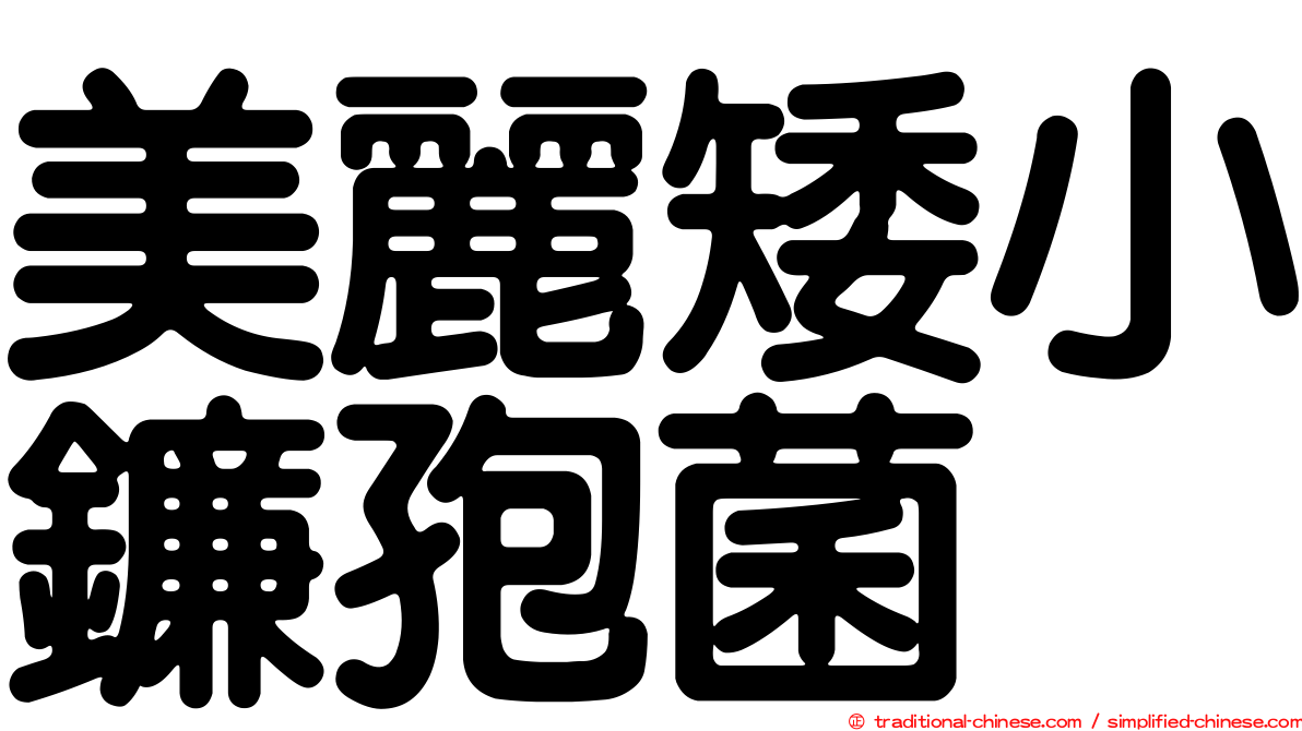 美麗矮小鐮孢菌
