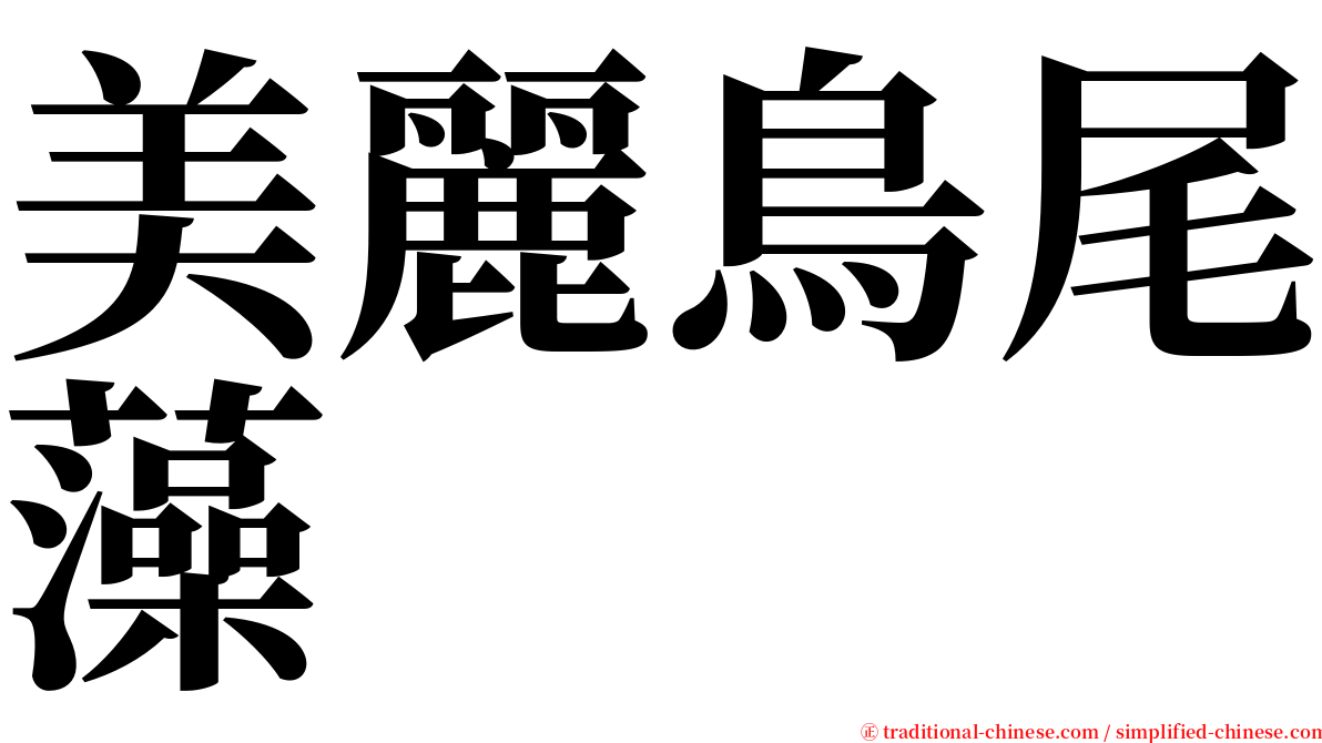 美麗鳥尾藻 serif font