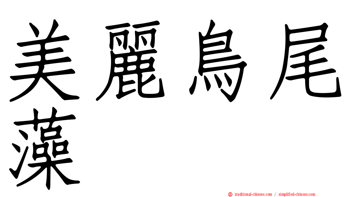美麗鳥尾藻