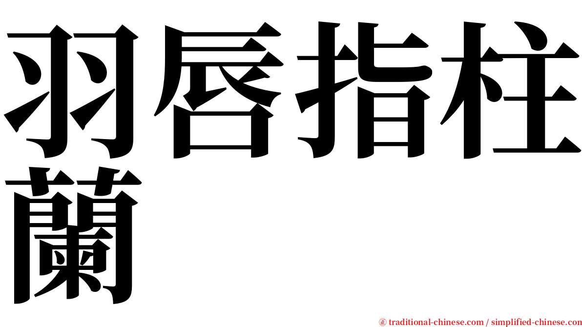 羽唇指柱蘭 serif font
