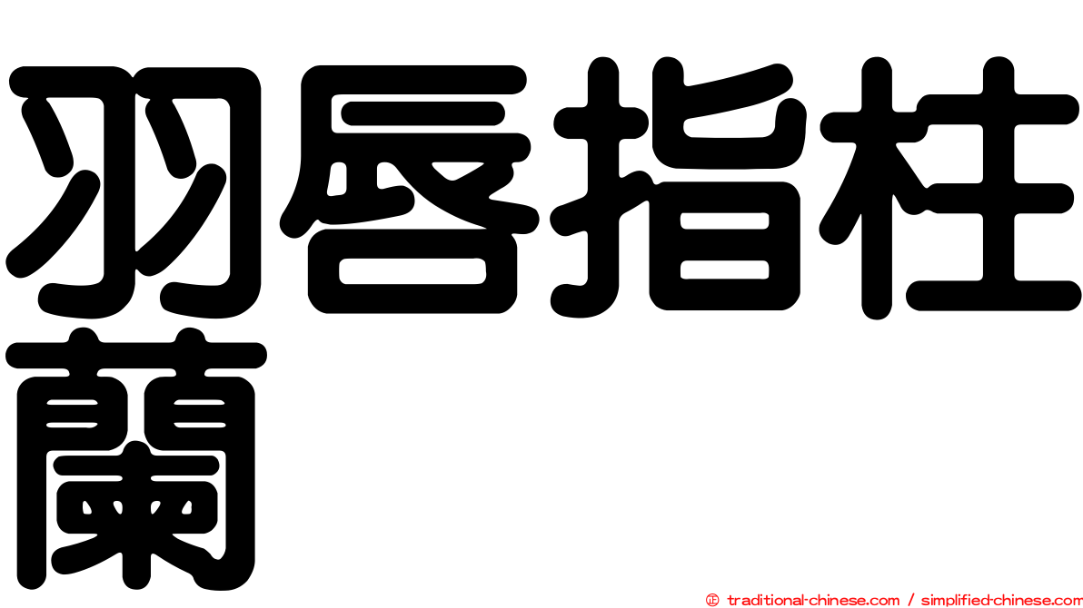 羽唇指柱蘭