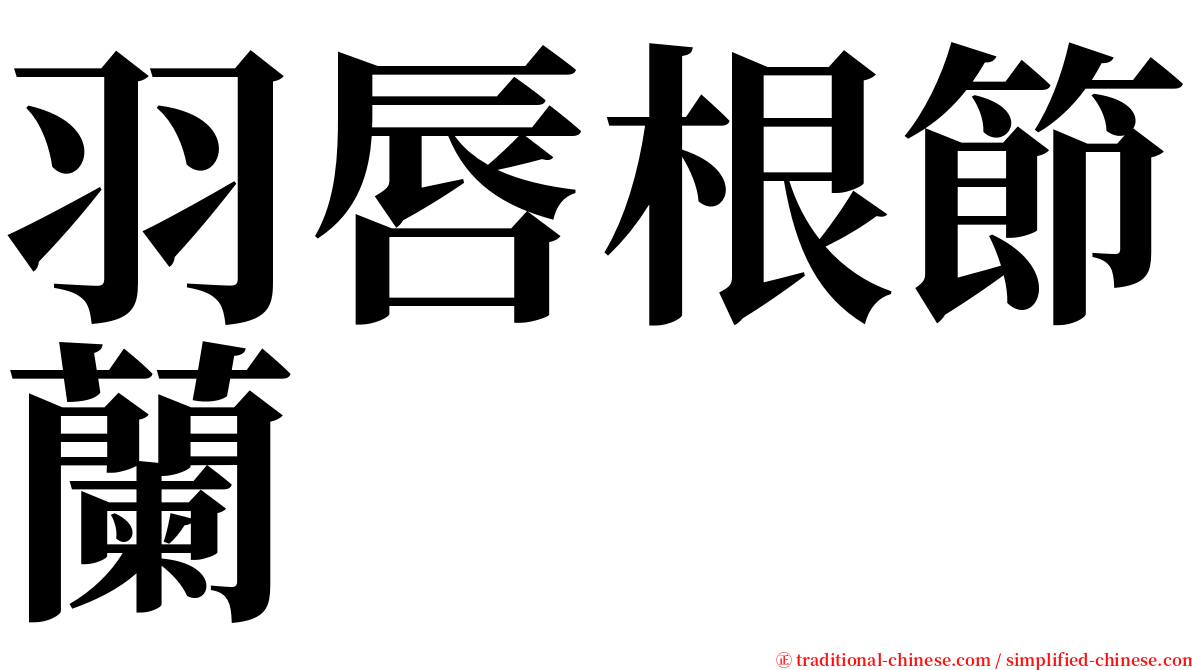 羽唇根節蘭 serif font
