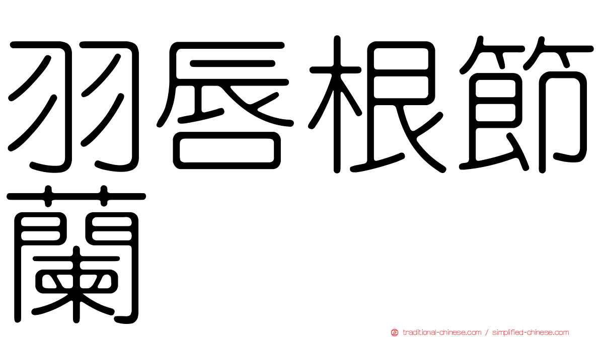 羽唇根節蘭