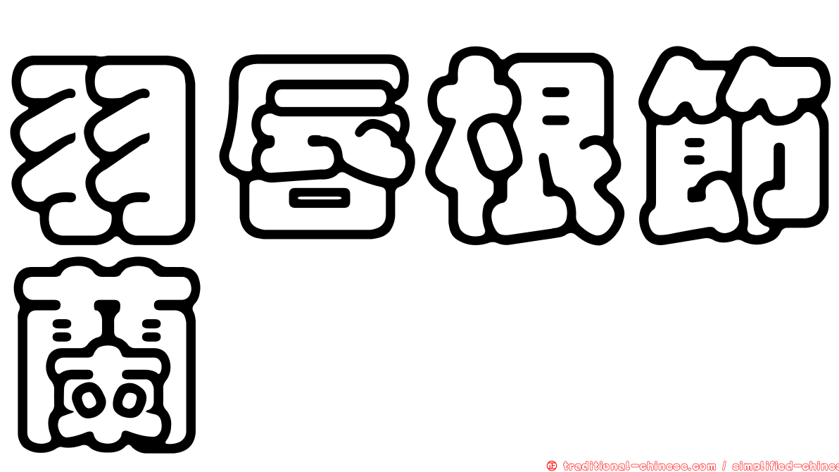 羽唇根節蘭