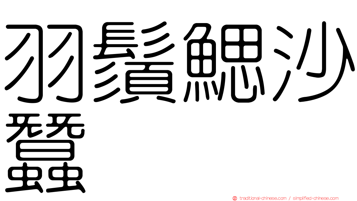 羽鬚鰓沙蠶