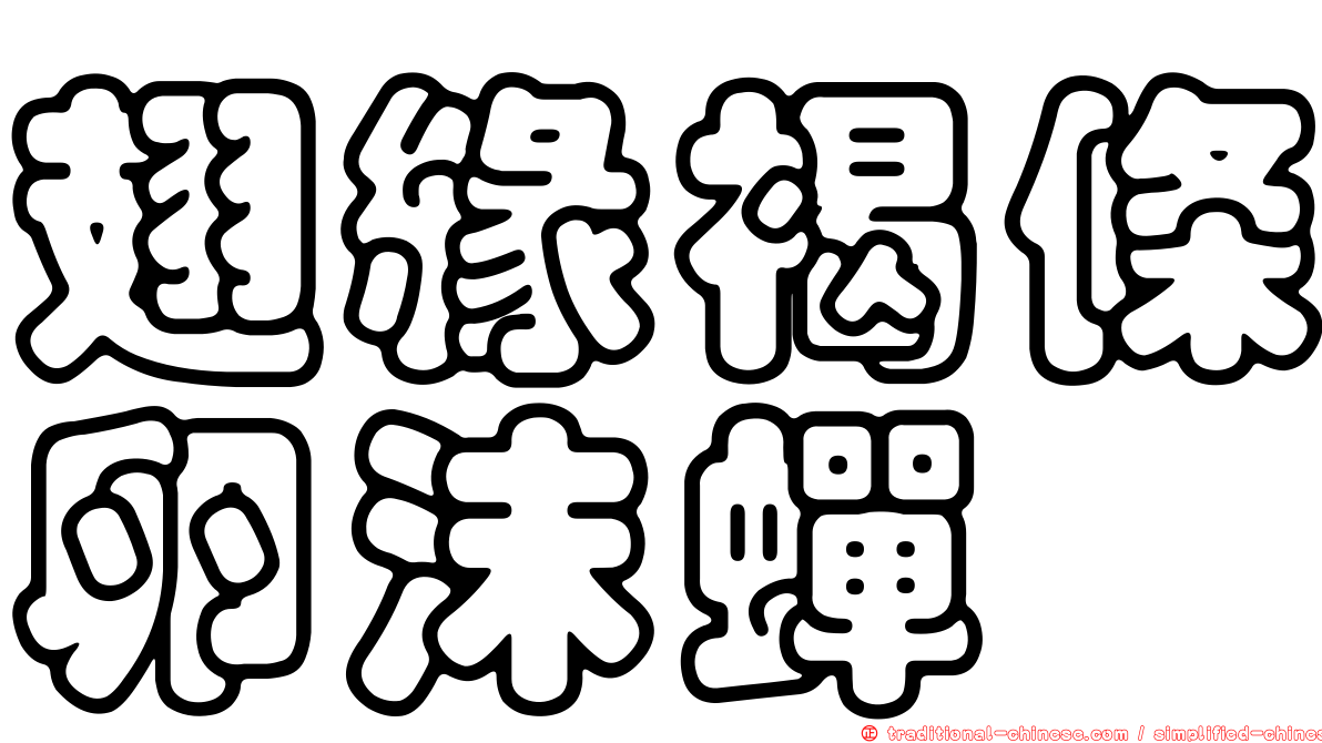 翅緣褐條卵沫蟬