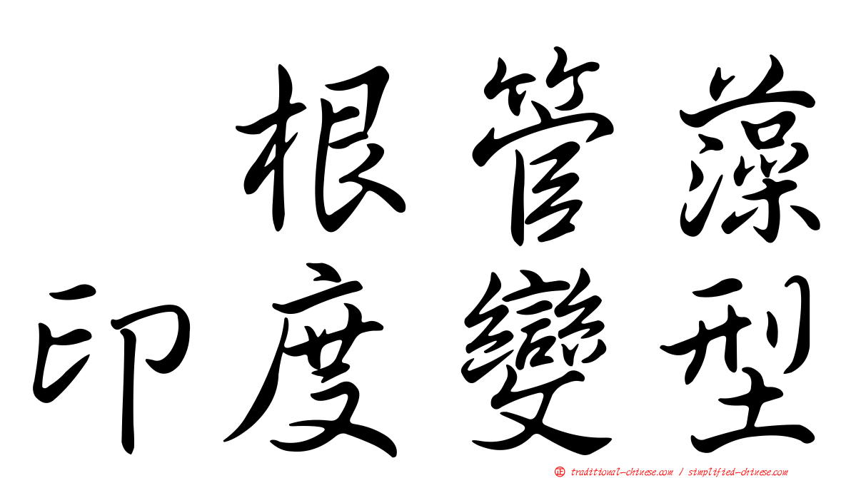 翼根管藻印度變型