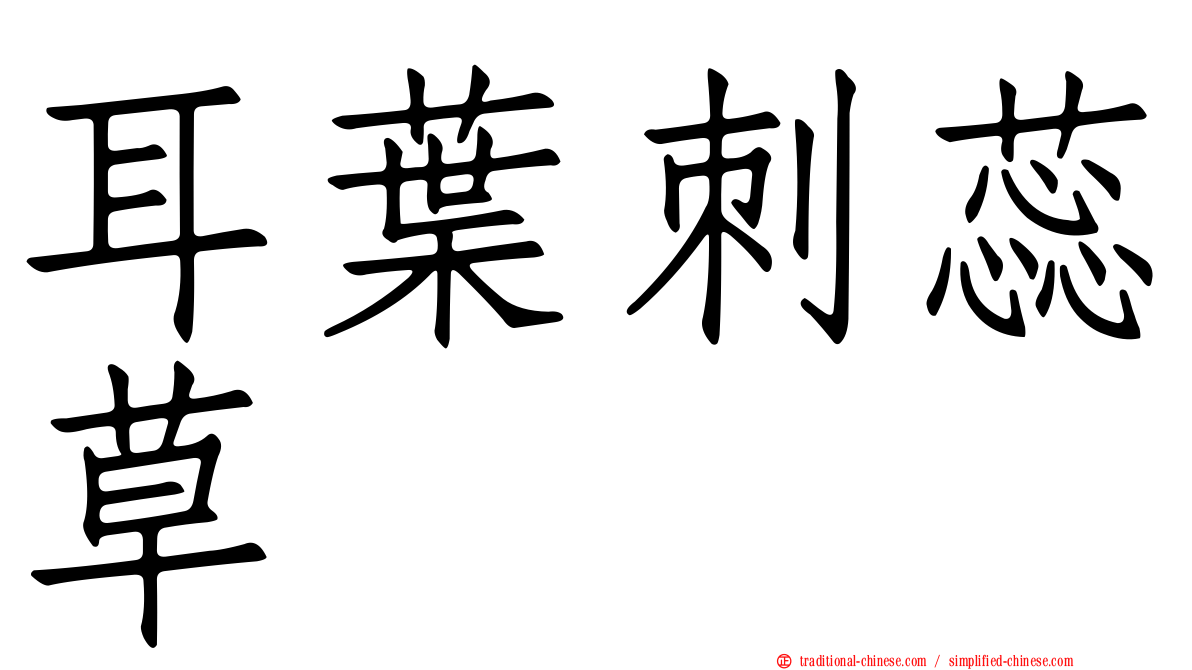 耳葉刺蕊草