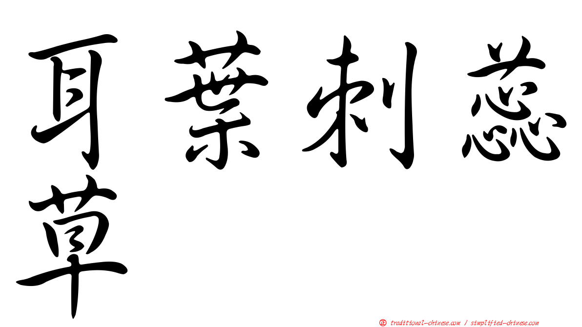 耳葉刺蕊草