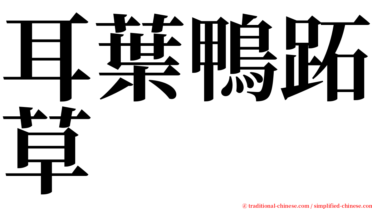 耳葉鴨跖草 serif font