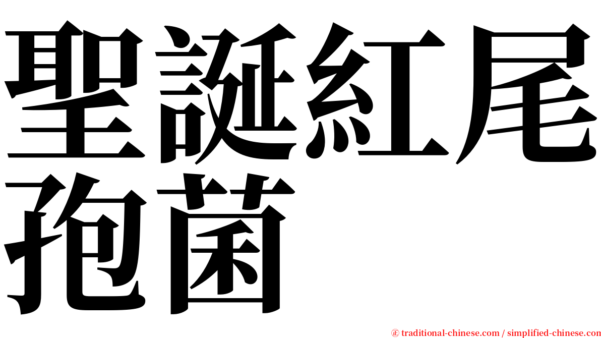 聖誕紅尾孢菌 serif font