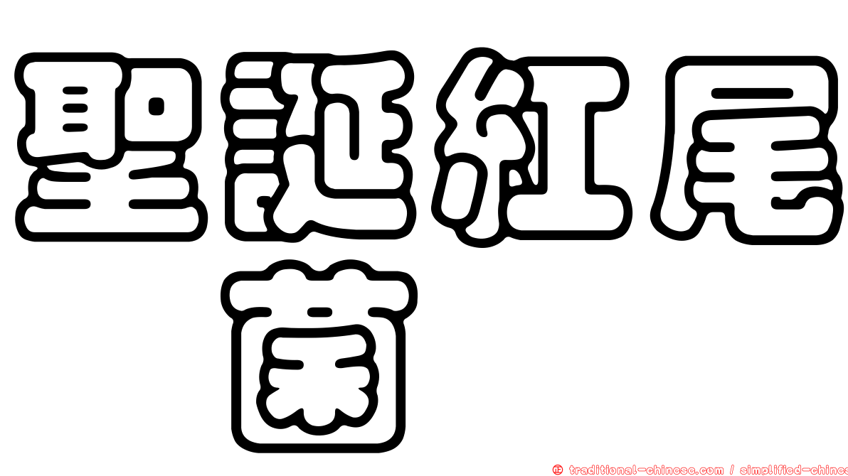 聖誕紅尾孢菌