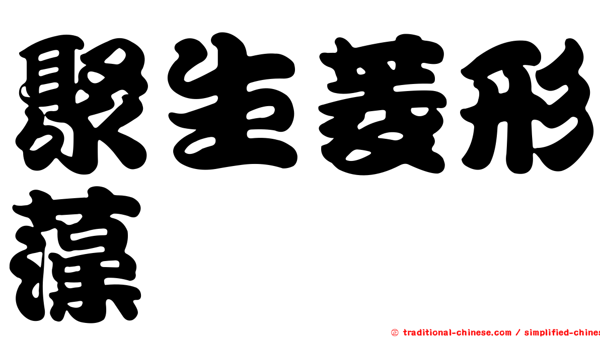 聚生菱形藻