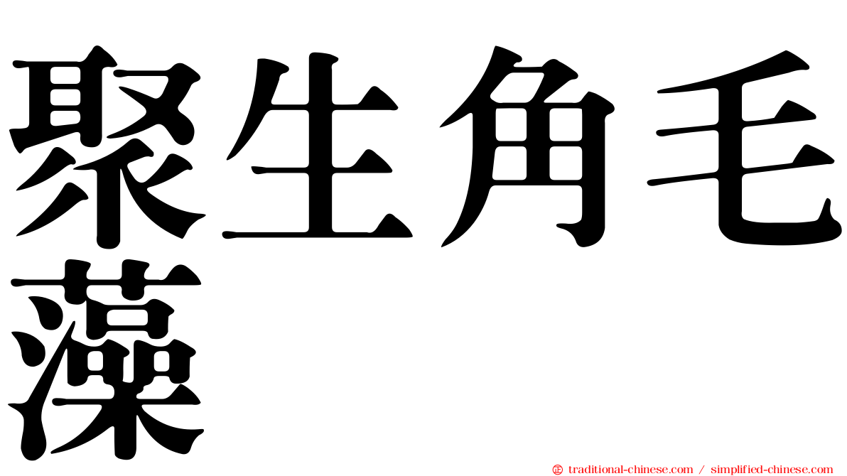 聚生角毛藻