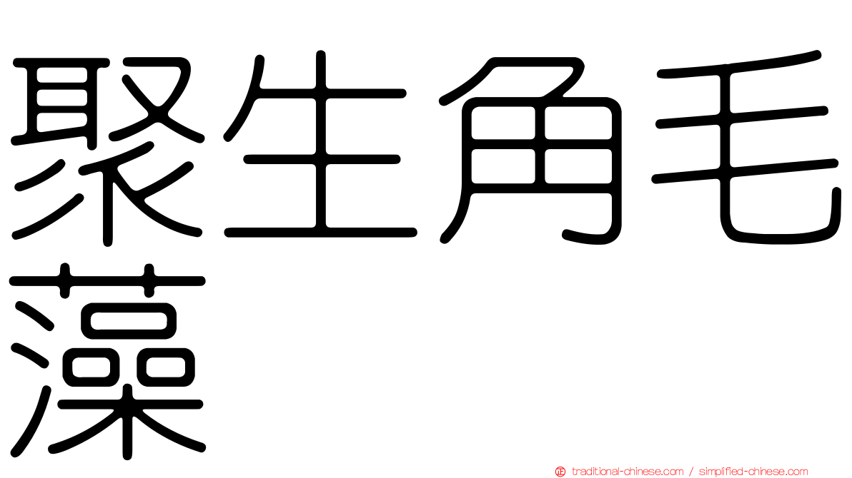 聚生角毛藻