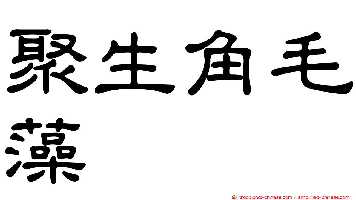 聚生角毛藻