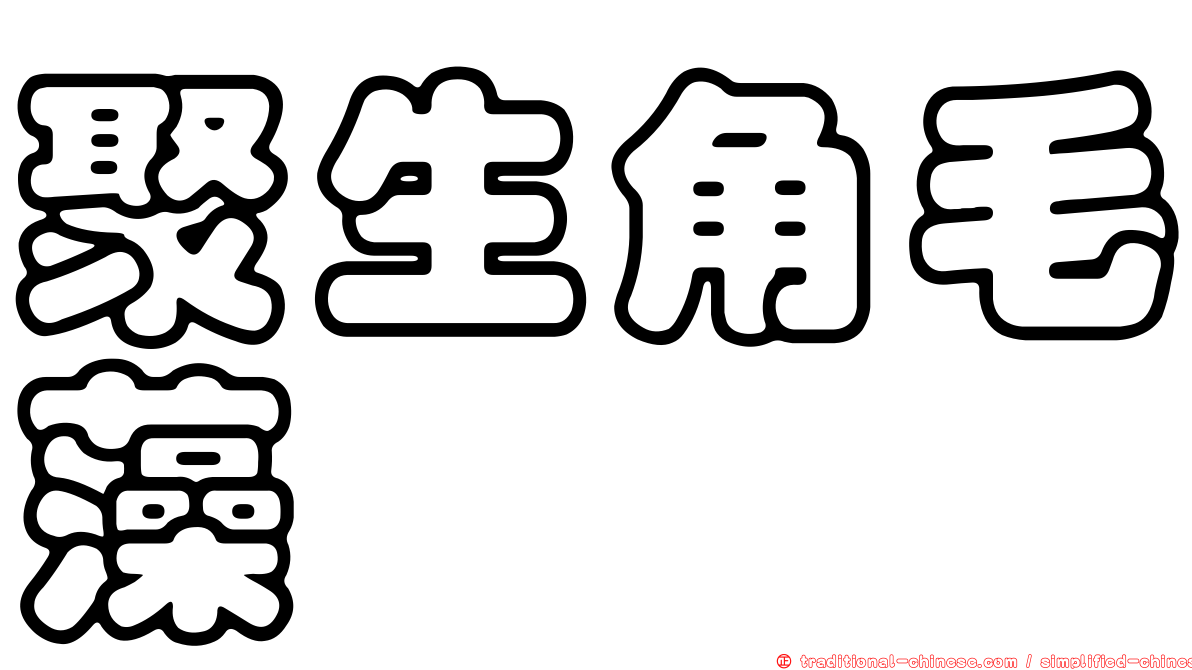 聚生角毛藻