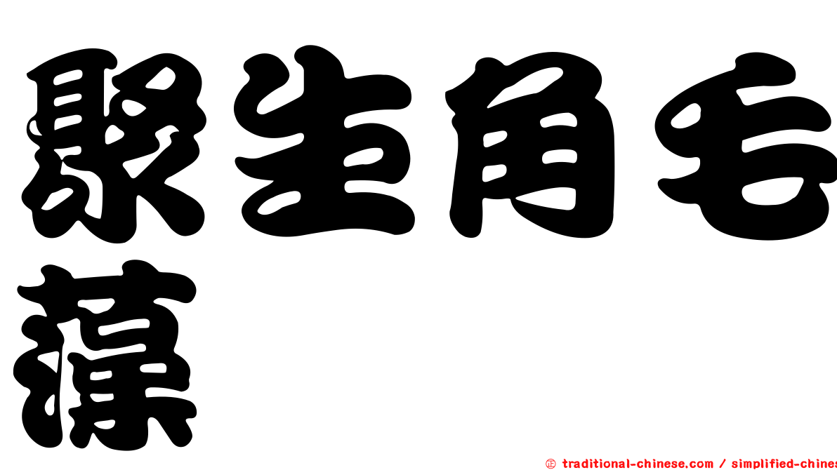 聚生角毛藻