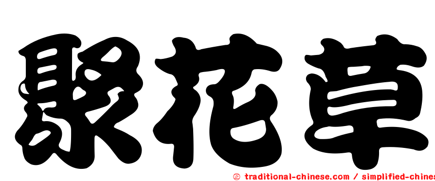 聚花草