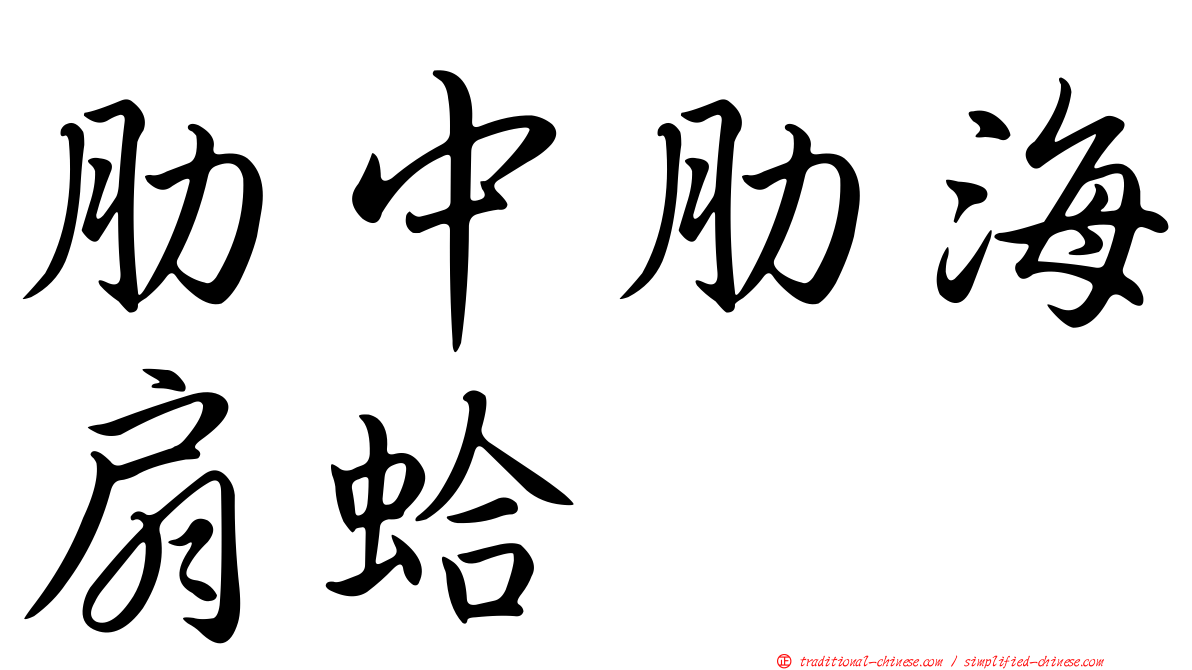 肋中肋海扇蛤