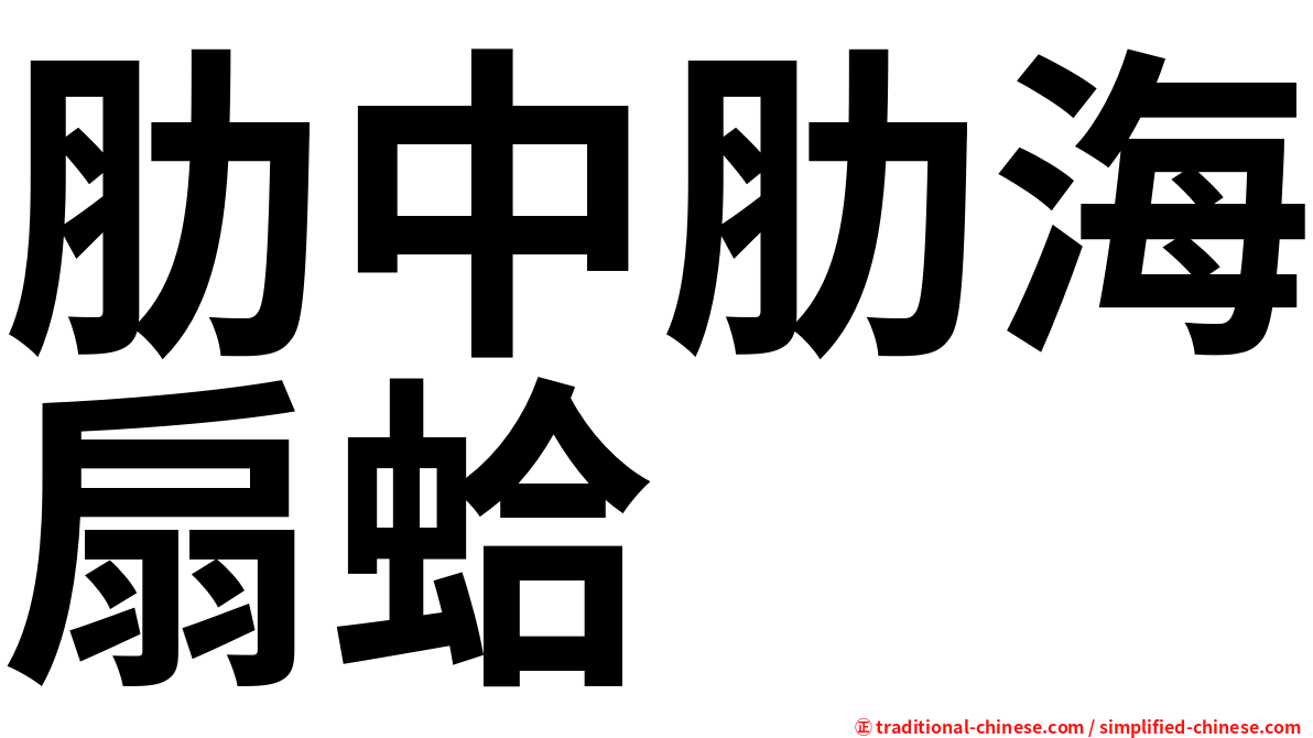 肋中肋海扇蛤