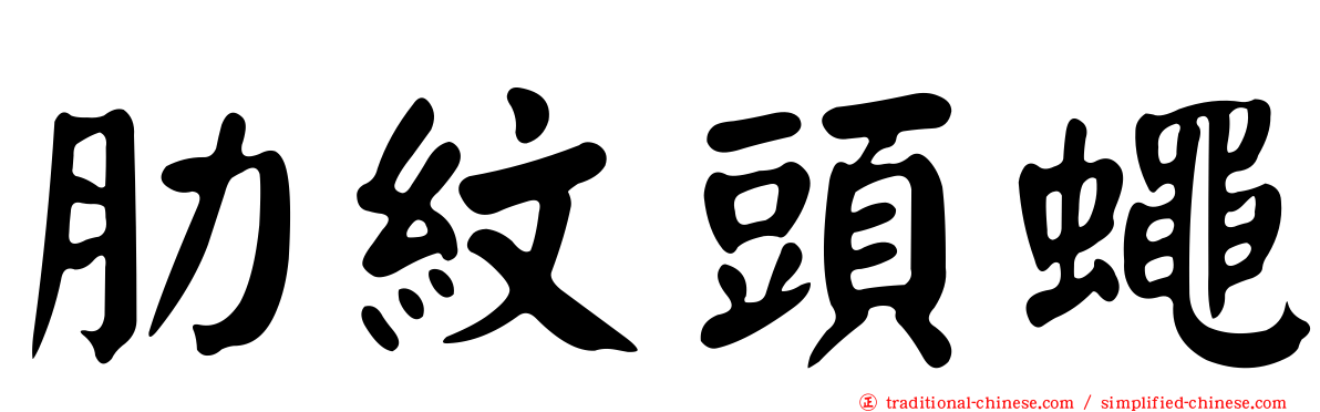 肋紋頭蠅