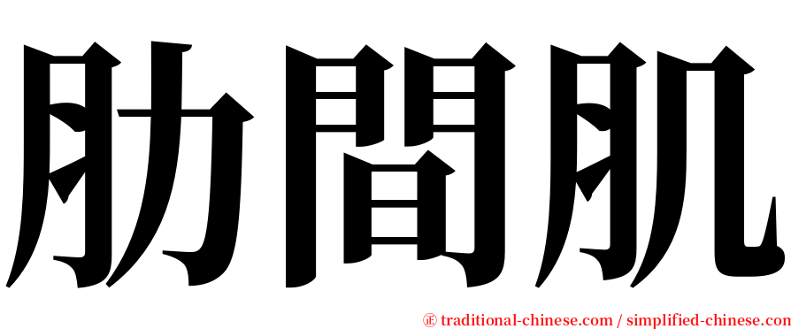 肋間肌 serif font