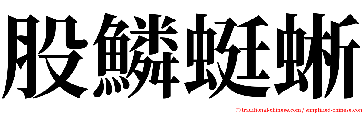 股鱗蜓蜥 serif font