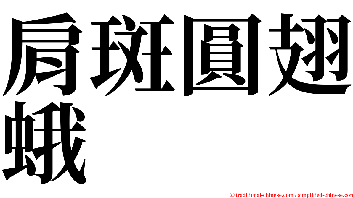 肩斑圓翅蛾 serif font