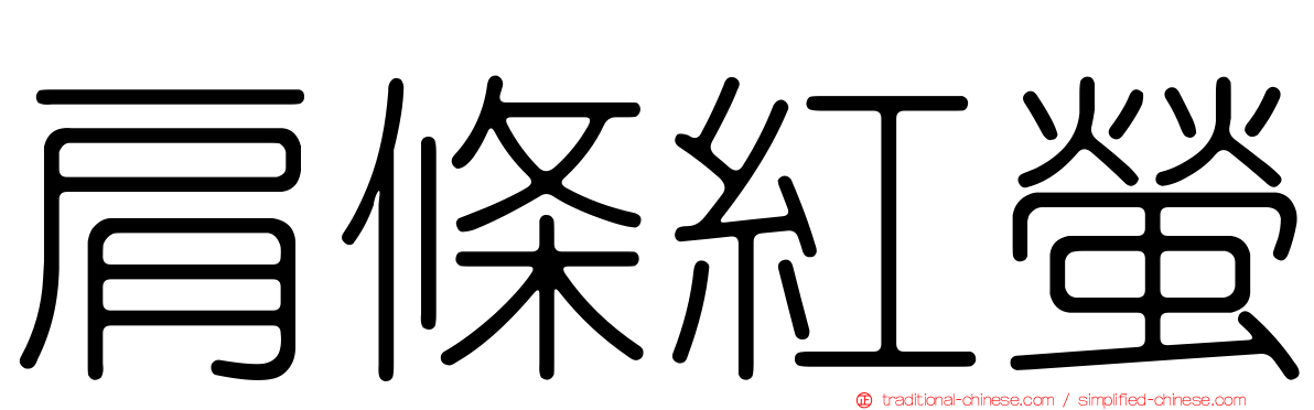 肩條紅螢